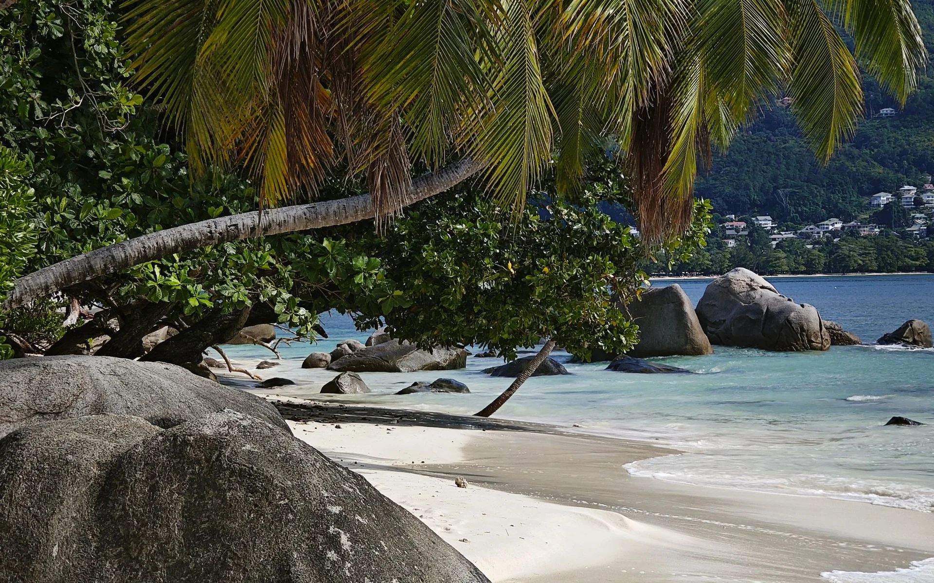 Palmen und Felsen am Strand von Beau Vallon