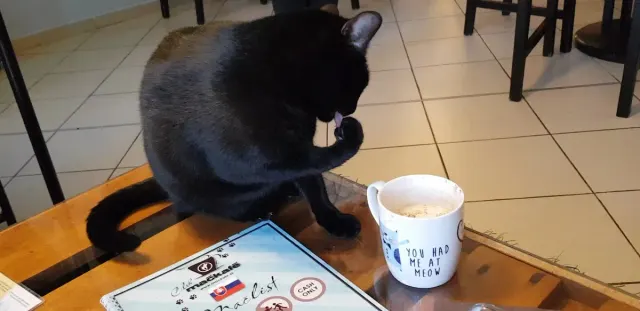 BookNoFees : Café – Mačkafé klub – Bratislava – Le club des cafés à chats, photo n° 3